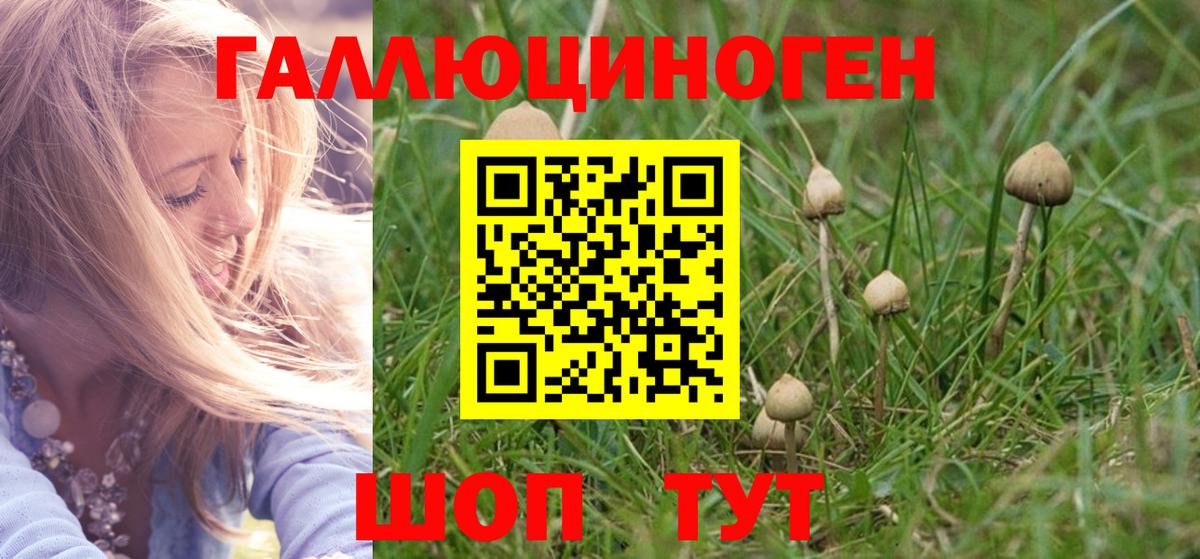 Галлюциногенные грибы Psilocybe Анжеро-Судженск